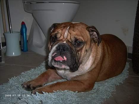 Engelsk bulldog Otto - det er altid rart at ligge ude på toilettet, især om morgenen... billede 1