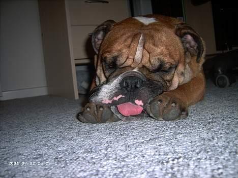 Engelsk bulldog Otto - det er hårdt at stå tidligt op... så nupper lige en lur til... billede 2