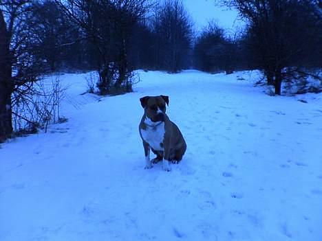 Amerikansk staffordshire terrier lissa tipit z hanky billede 1