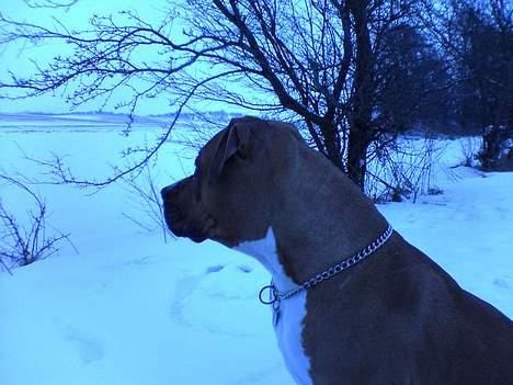 Amerikansk staffordshire terrier lissa tipit z hanky billede 2