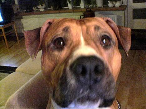 Amerikansk staffordshire terrier lissa tipit z hanky billede 3