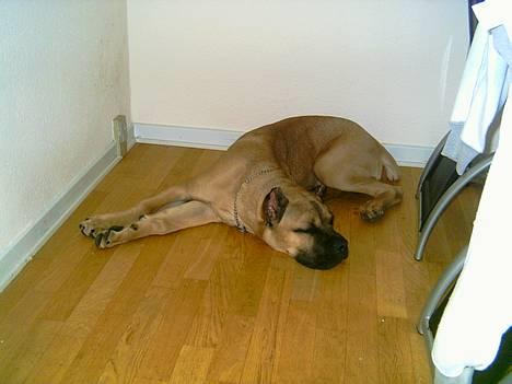 Cane corso Z Mazurskiego Edenu Zulus - Trætheden kan tydeligt ses :) billede 19