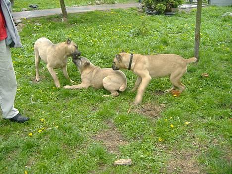 Cane corso Z Mazurskiego Edenu Zulus - Det er ham med halsbåndet :) billede 20