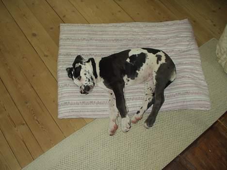 Grand danois Philip - Man ligger så godt på det tæppe - desværre har jeg spist det. billede 6