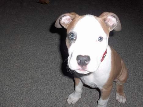 Amerikansk staffordshire terrier o0$chevy$0o hey hey alle  - er lige lidt model smiler billede 1