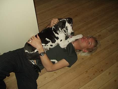 Grand danois Philip - Så fik jeg nedlagt mit første bytte. billede 7