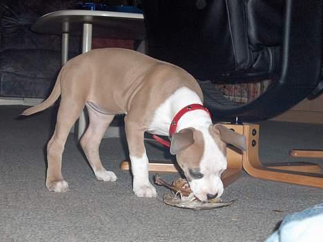 Amerikansk staffordshire terrier o0$chevy$0o hey hey alle  - Mit første griseører og jeg elsker det billede 2