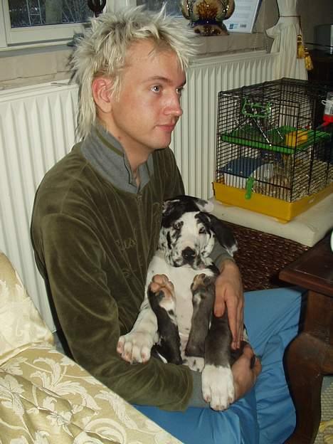 Grand danois Philip - Ih, hvor vi hygger. billede 8