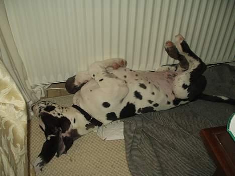 Grand danois Philip - Dejligt med en varm radiator. billede 9