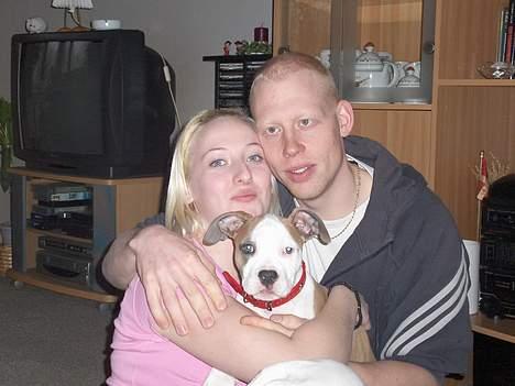 Amerikansk staffordshire terrier o0$chevy$0o hey hey alle  - Det er så min mor og min far. og selvfølgelig mig i midten smiler billede 3