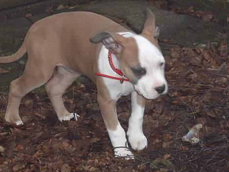 Amerikansk staffordshire terrier o0$chevy$0o hey hey alle  - mig der løber lidt rundt i farmors have. Puha vinden blæser billede 5