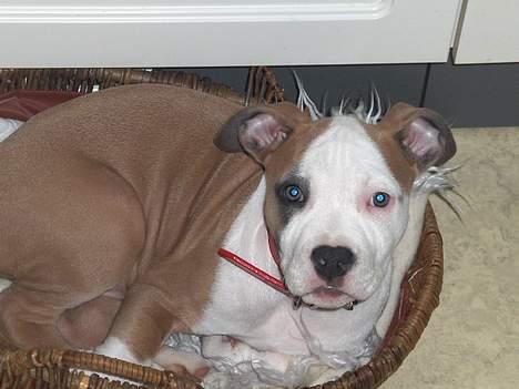 Amerikansk staffordshire terrier o0$chevy$0o hey hey alle  - Så blev jeg lige lidt træt og tog Felixs (katten) plads billede 6