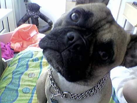 Fransk bulldog Hansi - Århh moar....er jeg ikk bare SÅ dejlig?? ;o) billede 2