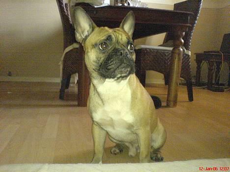 Fransk bulldog Hansi - .....dejlig...igen, igen... billede 3