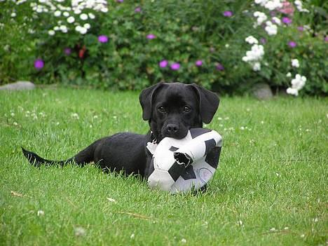 Blanding af racer Miss - vil du spille bold med mig?? billede 7