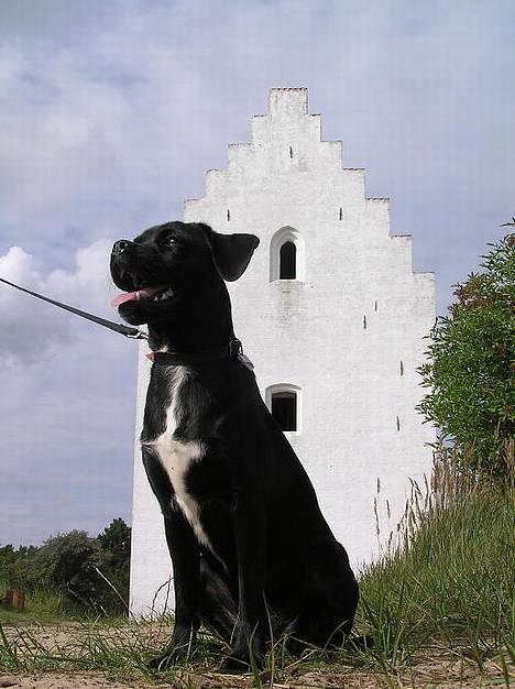 Blanding af racer Miss - der kan I bare se hvor stor en hund jeg er :-D billede 8