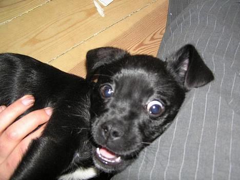 Blanding af racer Miss - SKØR?! Mig?? billede 10