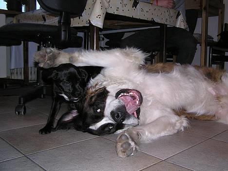 Blanding af racer Miss - Nyt: Min kæreste Basse og jeg... er han ikke bare dejlig? billede 11