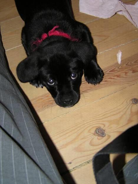 Blanding af racer Miss - Med dette blik kan jeg næsten altid snyde far  billede 12