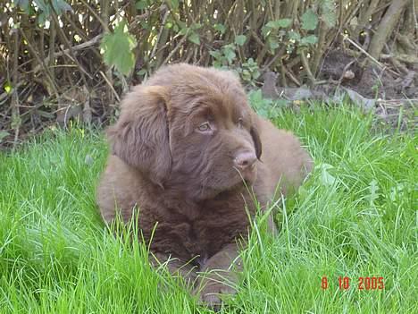 Blanding af racer Bobbi Brown - Er græsset ikke lidt langt??? billede 11