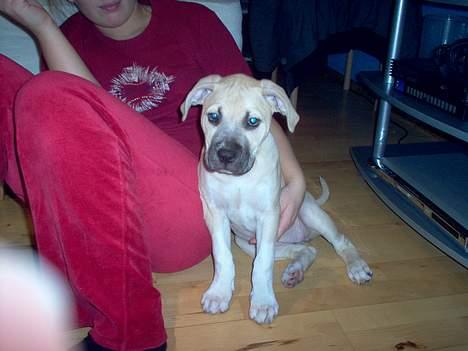 Amerikansk staffordshire terrier Gucci billede 3