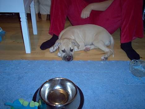 Amerikansk staffordshire terrier Gucci billede 4