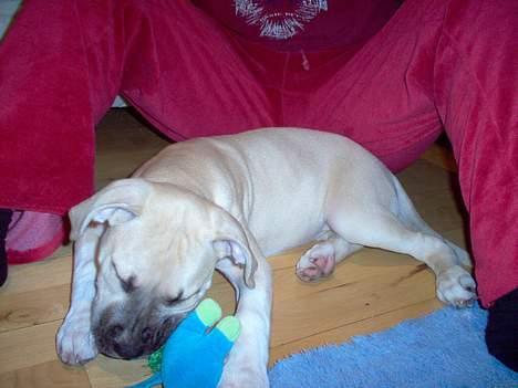 Amerikansk staffordshire terrier Gucci billede 5