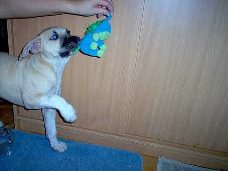 Amerikansk staffordshire terrier Gucci - Gucci elsker at lege:-) billede 6