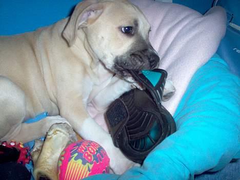 Amerikansk staffordshire terrier Gucci billede 7