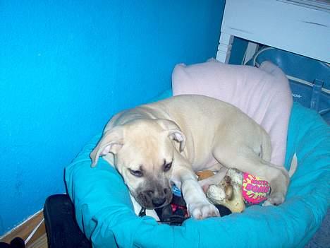 Amerikansk staffordshire terrier Gucci billede 8