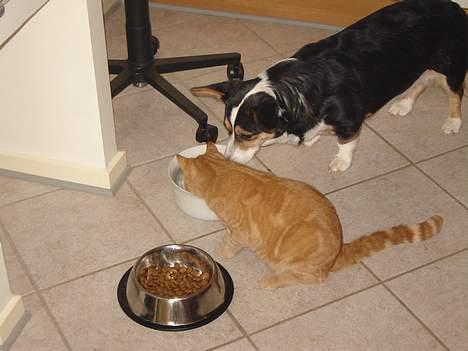 Welsh corgi cardigan A&H Faarup Wimmer - Hvad er det ? en mis der drikker mit vand billede 11