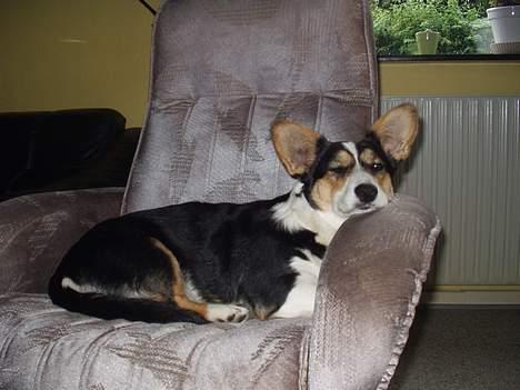 Welsh corgi cardigan A&H Faarup Wimmer - Hvis jeg lukker det ene øje så halvsover jeg. billede 12