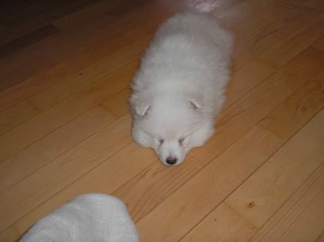 Japansk spids Bongo billede 2