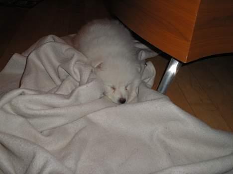 Japansk spids Bongo billede 3