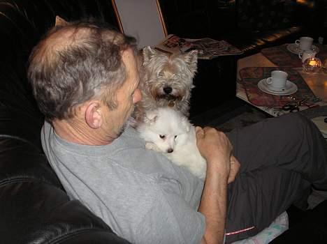 Japansk spids Bongo billede 4