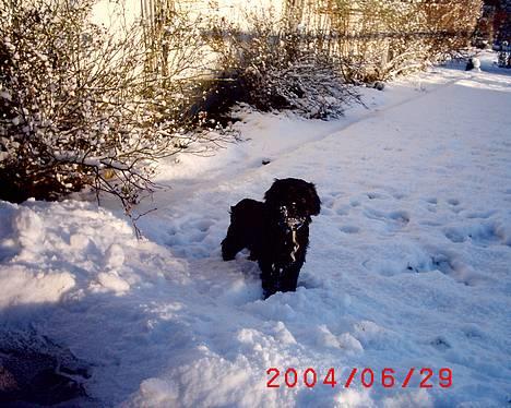 Tibetansk terrier Perle - Jeg er en sneelsker.........14 uger 2005 billede 3