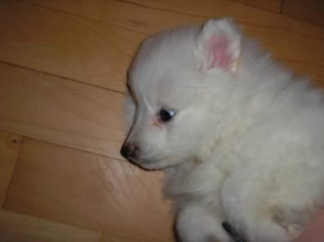 Japansk spids Bongo billede 5