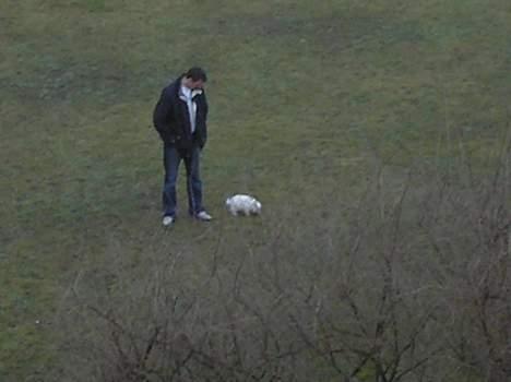 Japansk spids Bongo billede 6