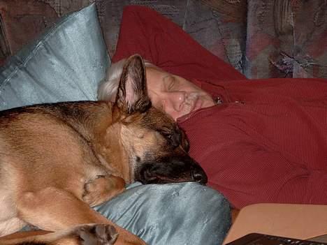 Schæferhund Zincks Gimmi - Gimmi og svoger blev træt efter aftensmaden billede 1