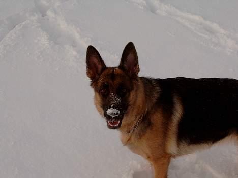 Schæferhund Zincks Gimmi - Helt vild når der kommer sne billede 2