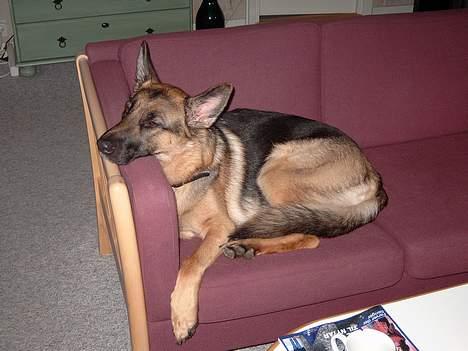 Schæferhund Zincks Gimmi billede 3