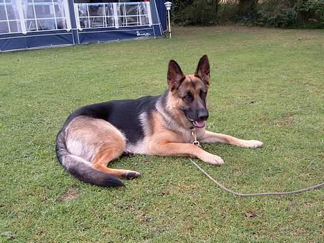 Schæferhund Zincks Gimmi - Hun elsker at komme på camping billede 4