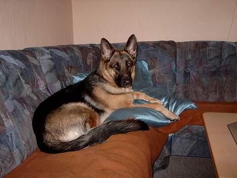 Schæferhund Zincks Gimmi billede 5