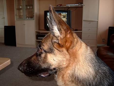 Schæferhund Zincks Gimmi billede 6