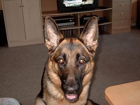 Schæferhund Zincks Gimmi billede 7