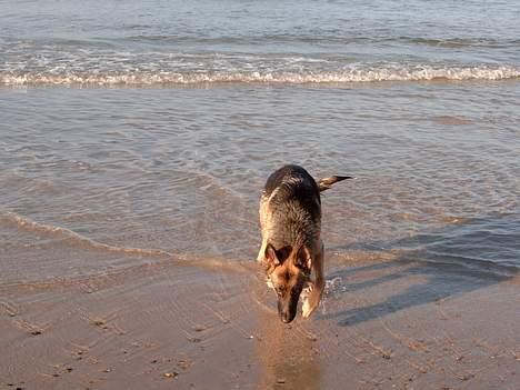 Schæferhund Zincks Gimmi billede 8