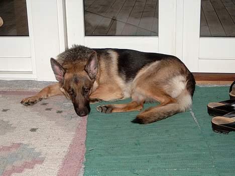 Schæferhund Zincks Gimmi billede 9