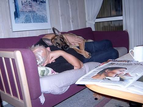 Schæferhund Zincks Gimmi billede 10