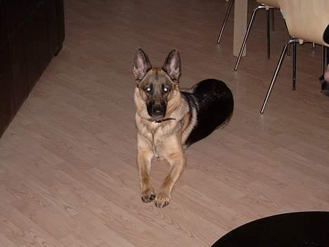 Schæferhund Zincks Gimmi billede 11