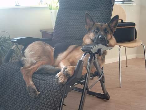 Schæferhund Zincks Gimmi - Træt efter dagens strabaser billede 12